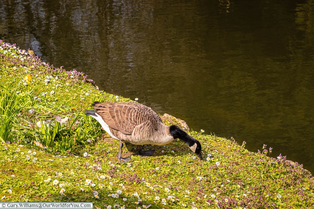 A Canadian goose foraging next to its nest on the edge of the duck pond in Aylesford Priory