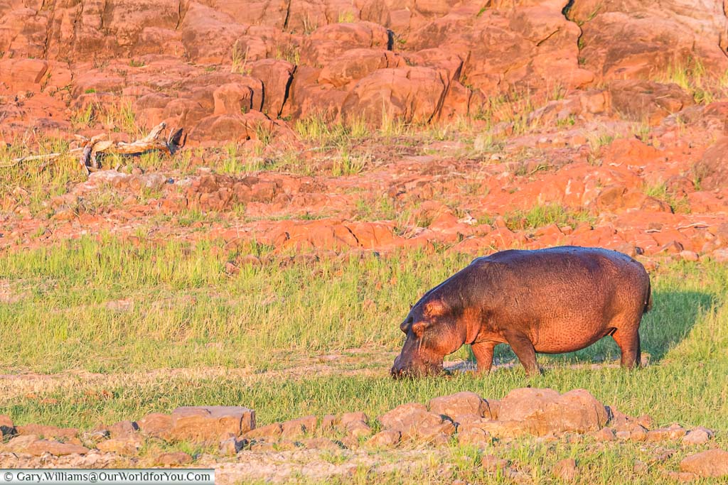 A lone hippopotamus foraging on land. Set against a backdrop of red rust rocks in the Matusadona National Park in Zimbabwe.