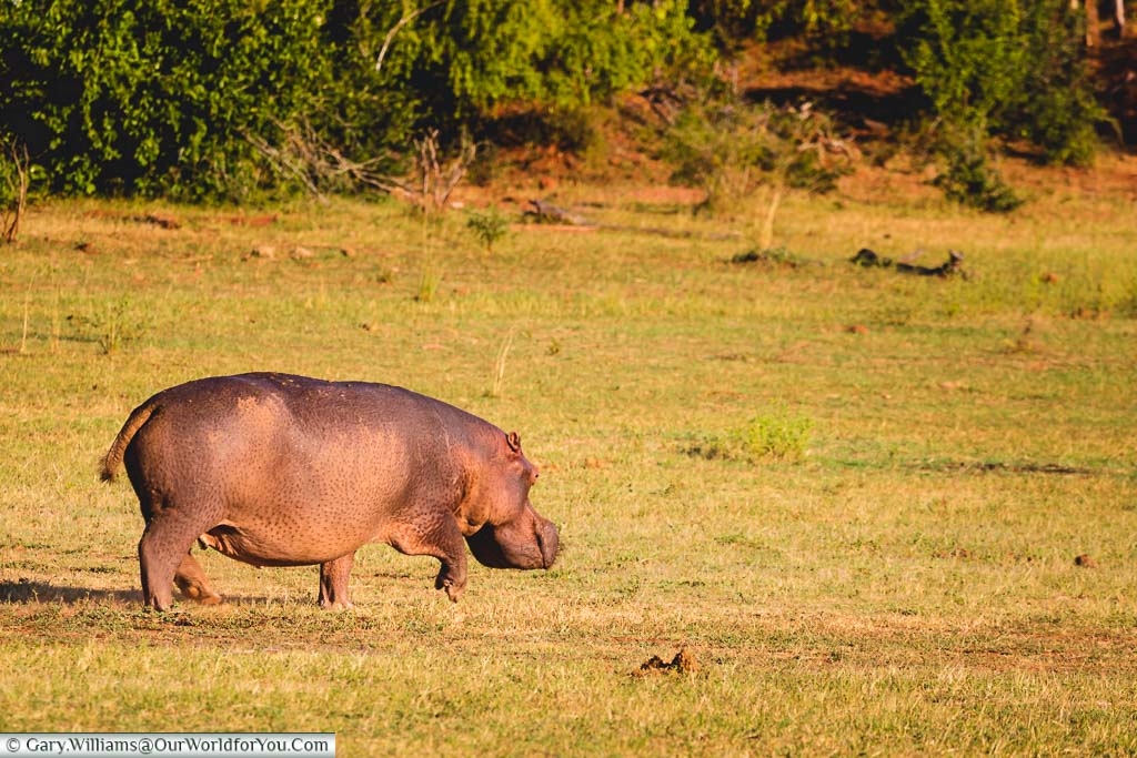 A hippopotamus, strolling on the outskirts of the Rhino Safari Camp in the Matusadona National Park, Zimbabwe.