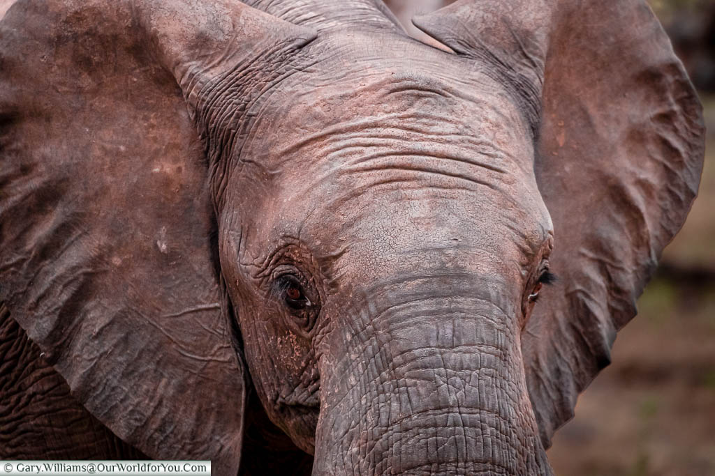 A close up of a young elephant. Its head fills the frame, and you can see the texture of its skin.
