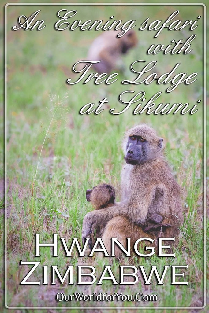 A Pin image of our post 'Evening safari drive, Tree Lodge at Sikumi, Hwange, Zimbabwe'