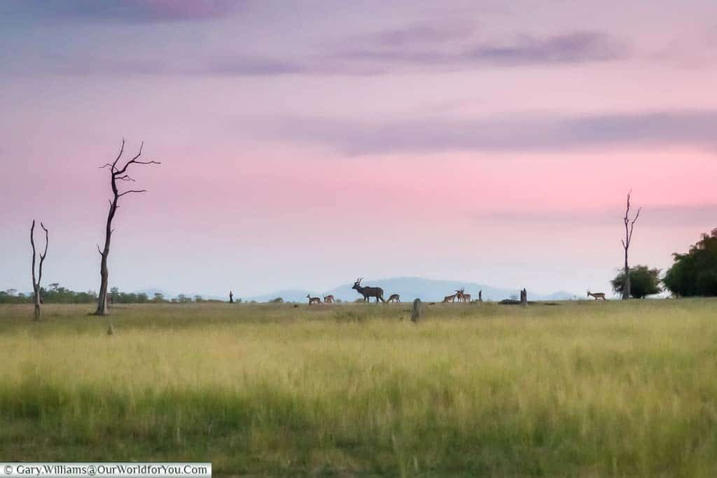 A lone kudu, amongst a herd of impalas, on a grassy plain in the Matusadona National Park on the shores of Lake Kariba, Zimbabwe.