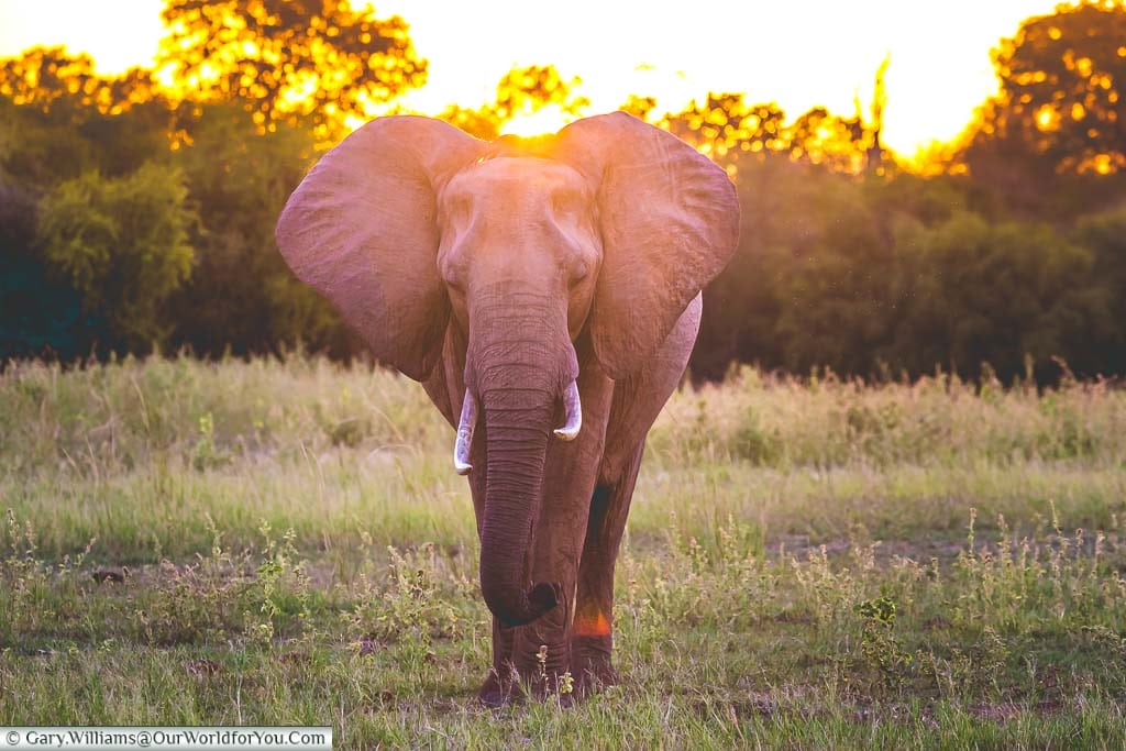 A lone male elephant heading towards us with the sun behind him just before sunset at the Rhino Safari Camp in the Matusadona National Park on the shore of Lake Kariba in Zimbabwe.