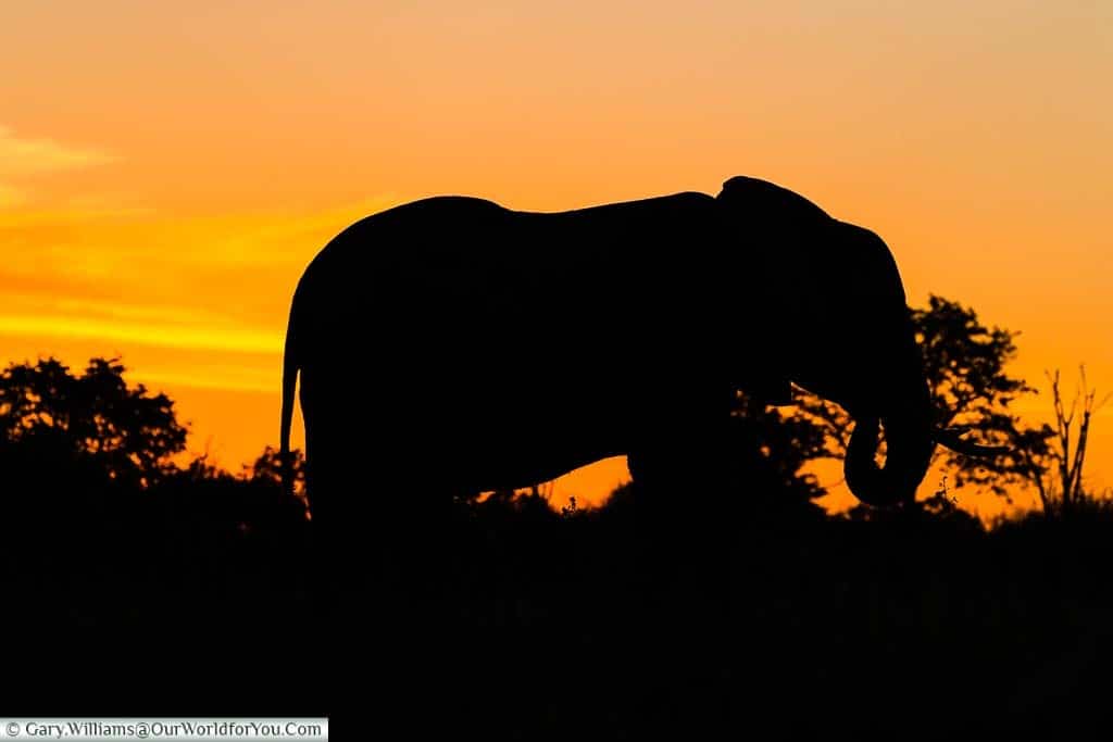 A silhouette of an elephant, against the golden hues, after the sun has set, in the Matusadona National Park in Zimbabwe.