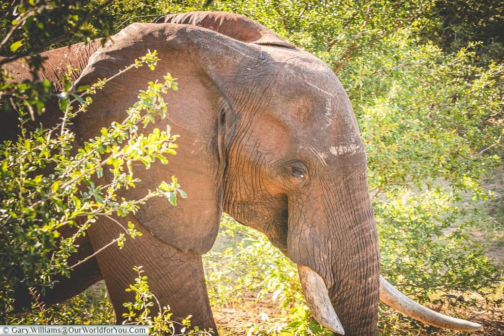 An elephant walking through the camp right outside our lodge.