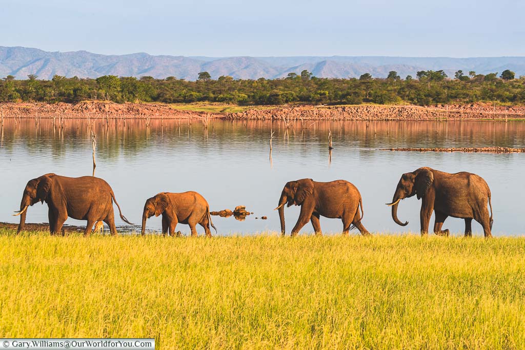 A row of four elephants in a line on the water's edge in the Matusadona National Park, Zimbabwe.