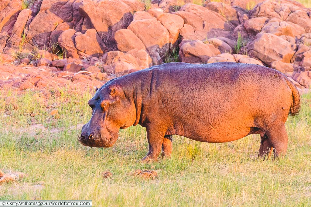 A side profile of a lone hippopotamus on land looking at us in the Matusadona National Park in Zimbabwe.