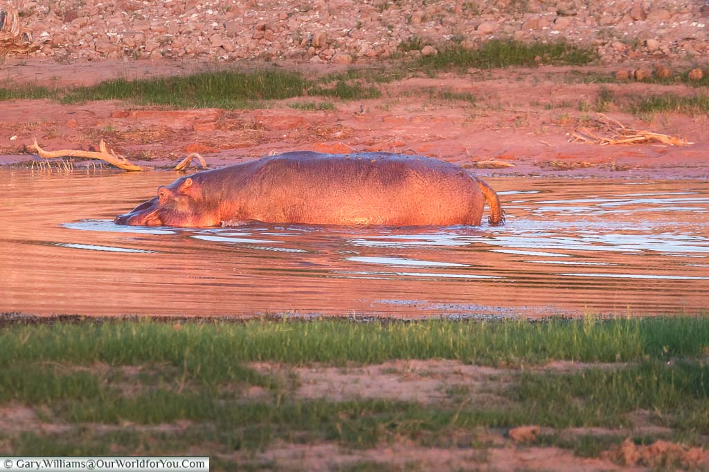A lone hippopotamus is returning to the water in the Matusadona National Park in Zimbabwe.