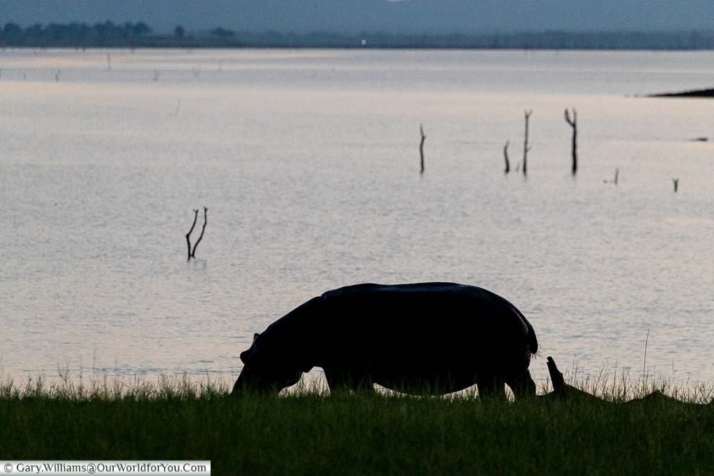 A silhouette of a hippopotamus grazing next to Lake Kariba, Zimbabwe.