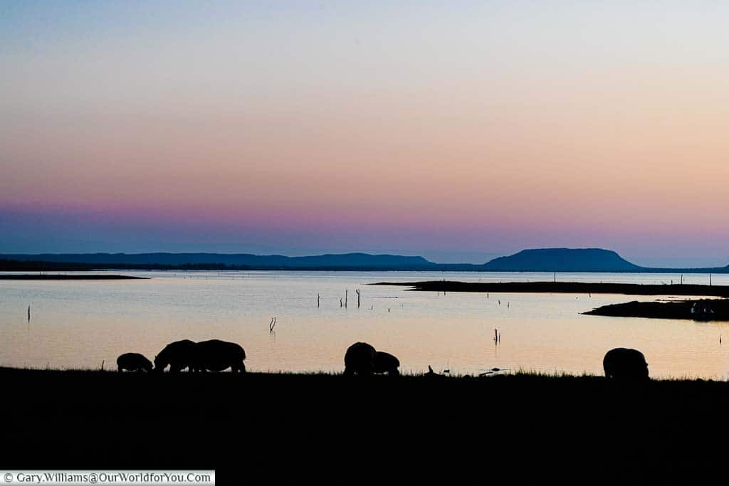 A herd of hippopotamus grazing, after sunset, next to Lake Kariba, Zimbabwe.