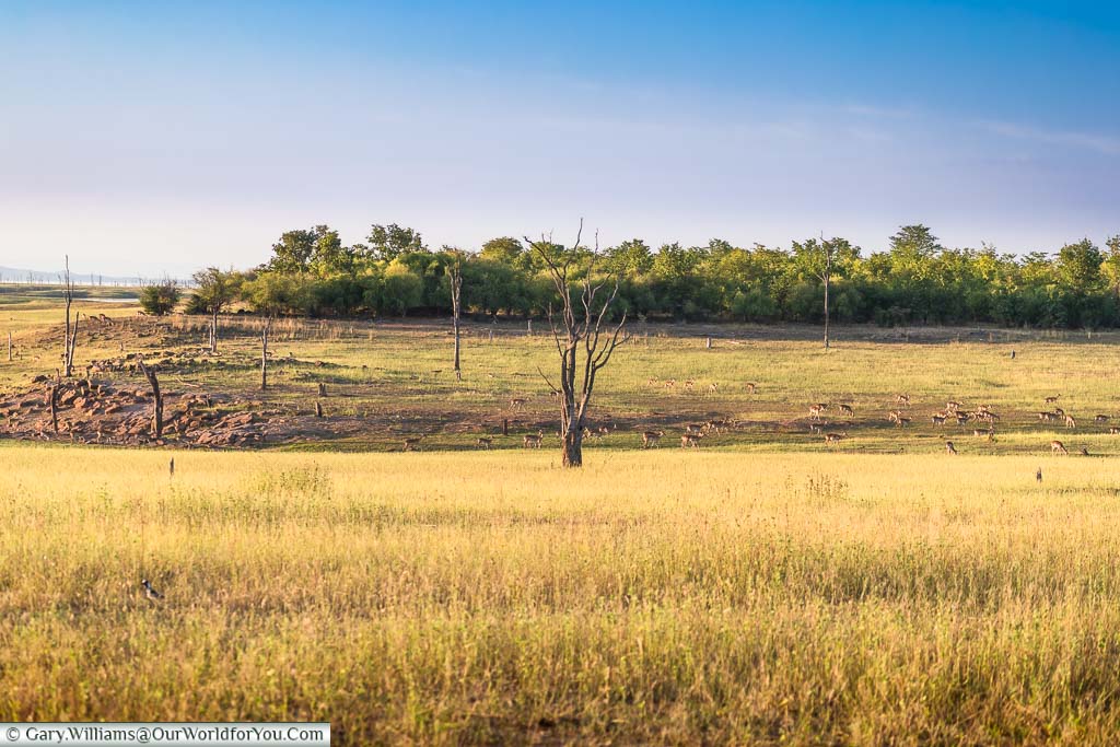 A view across the vlei to a herd of crazing impala in the Matusadona National Park in Zimbabwe.