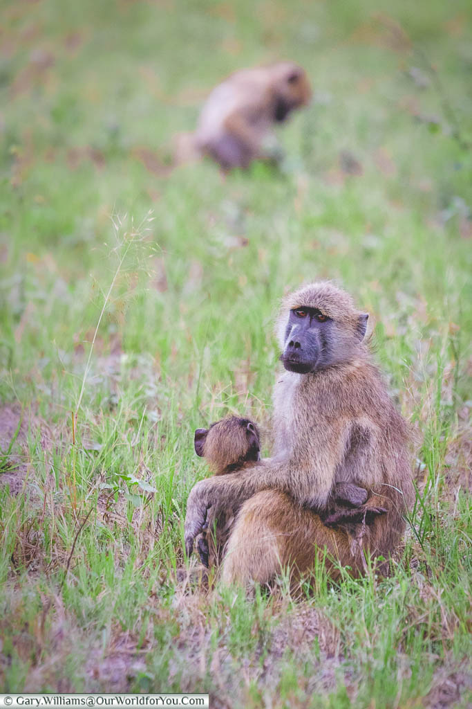 A young baboon with its young sitting in its lap.