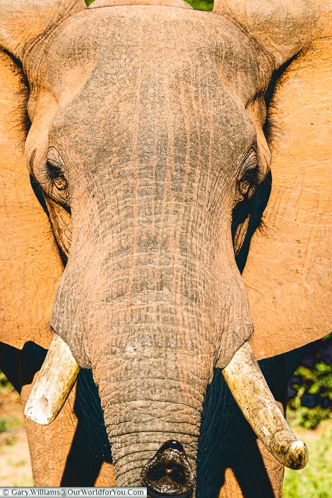 A close-up of the head of a young male elephant with one tusk broken off in the Matusadona National Park on the shores of Lake Kariba, Zimbabwe.