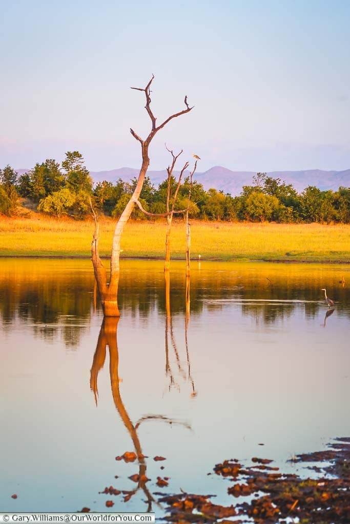 A petrified tree in the still waters of Lake Kariba, Zimbabwe.