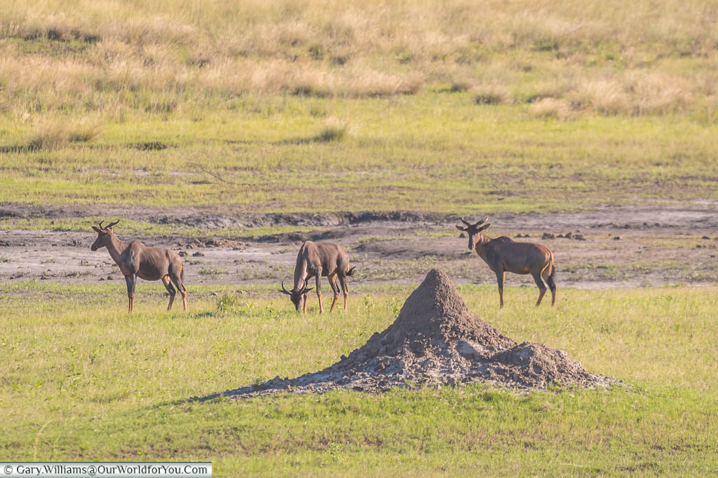 A group of 3 Tesebee antelope grazing in front of a small termite mound.
