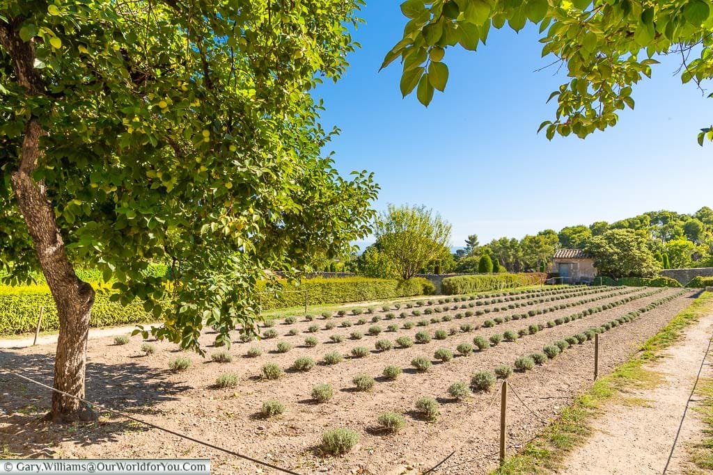 Neat rows of trimmed lavender bushes in the gardens of Saint-Paul de Mausole Monastery, Saint-Rémy-de-Provence, France