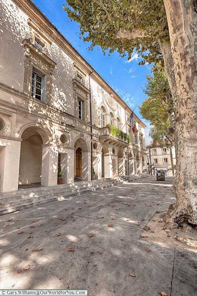 A quiet lane, lined with plane trees, in Saint-Rémy-de-Provence, France