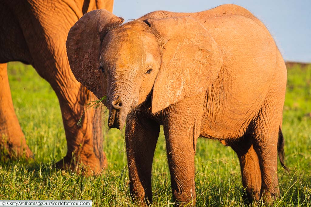 A close up of an infant elephant with its parent close by, in the Matusadona National Park, Zimbabwe.