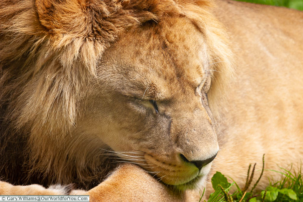 A close-up of a lion resting at Port Lympne Safari Park in Kent