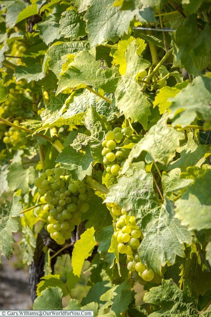 Bunches of Bacchus white grapes on the vine, nearly ready for harvesting in late September or early October.