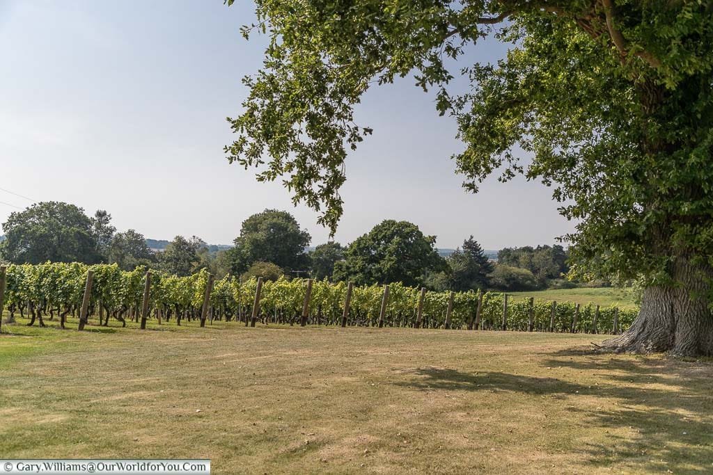 A view of the giant oak next to one of the plots in Chapel Down. This ones vines are producing the Bacchus variety.