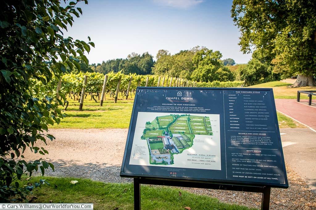 A detailed information board with a vineyard map, and walks around the vines in front of the Bacchus vines.