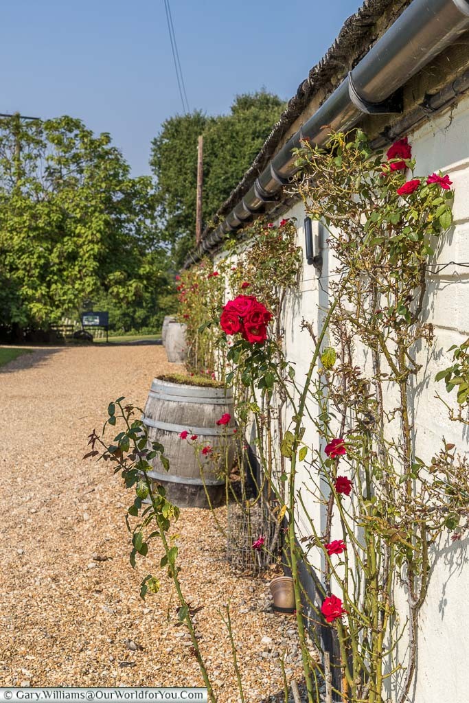 Red climbing roses against a white timbered building alongside a gravel path that leads towards the vineyards.