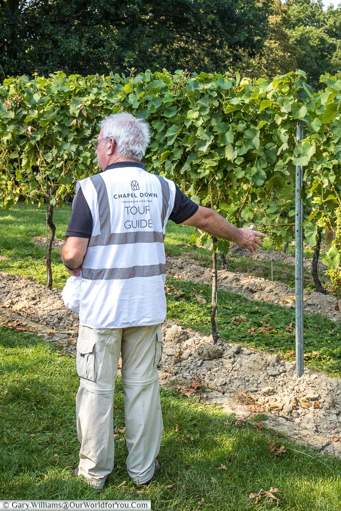 Our guide, Tony, standing in front of the Chardonnay vines, explaining the process of managing the growth.
