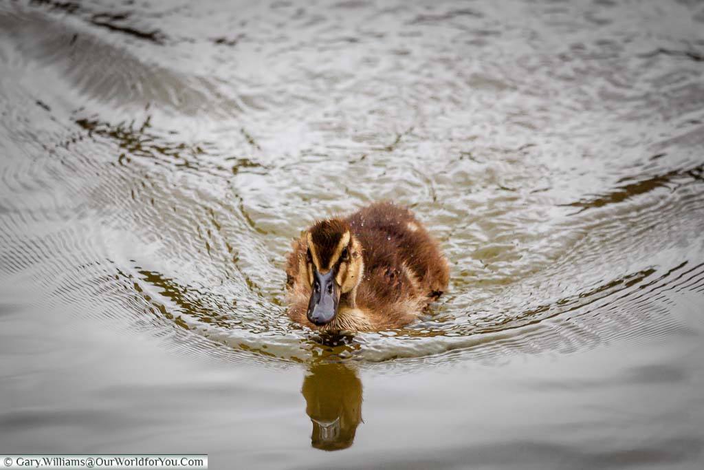 A close-up of a duckling chasing our canal boat as we head along the Kennet and Avon Canal.