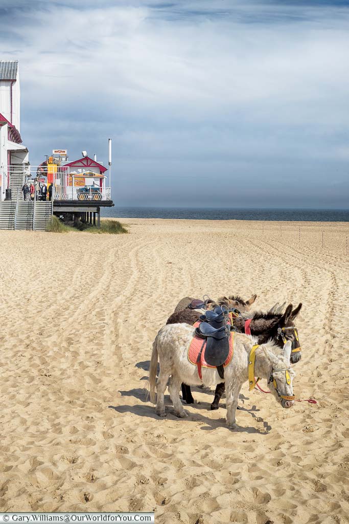 Three donkeys lined up on the beach, next to the Britannia Pier, offering rides to the little ones who visit the seaside in Norfolk
