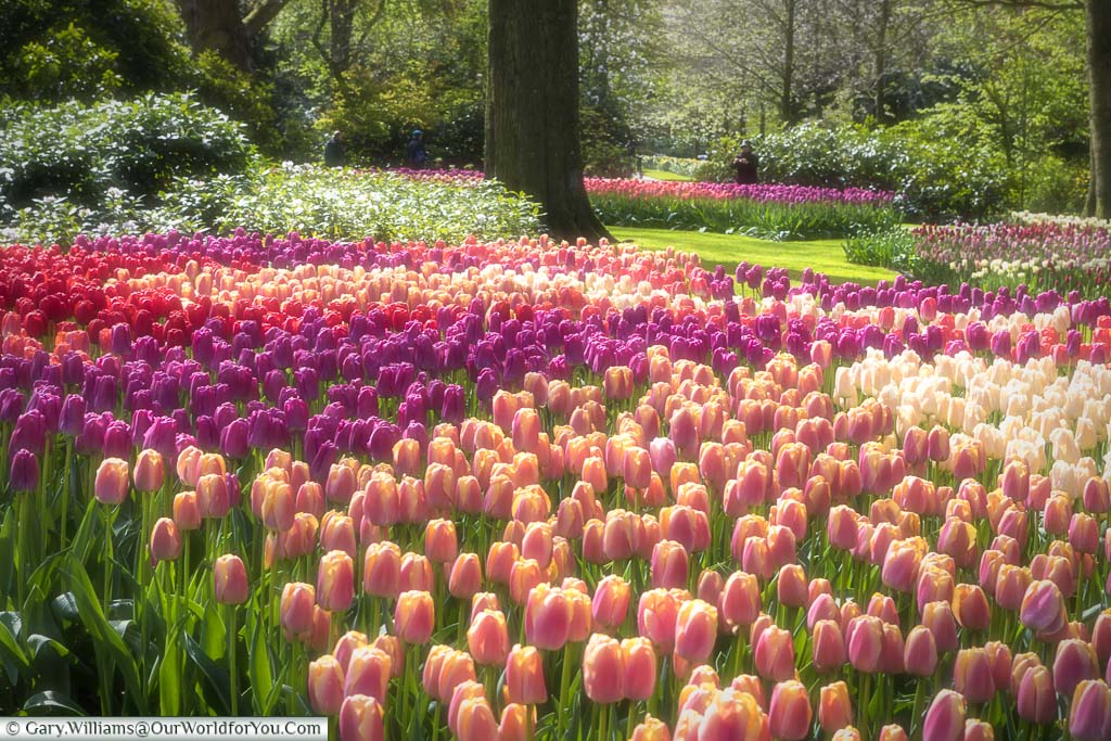 A soft-focus view of densely planted tulips in light pinks, purples, reds set in a woodland scene