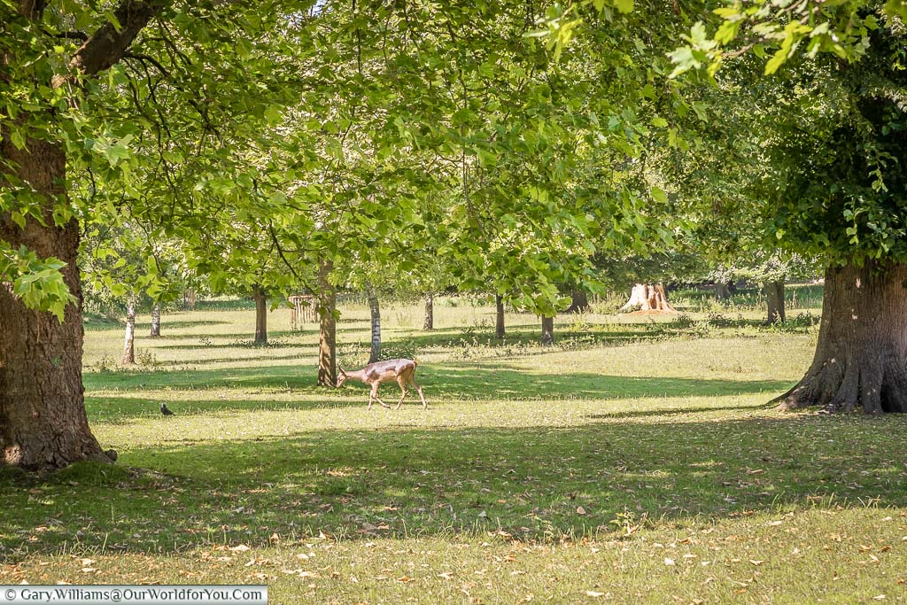 Deers in the park at Magdalen College, Oxford