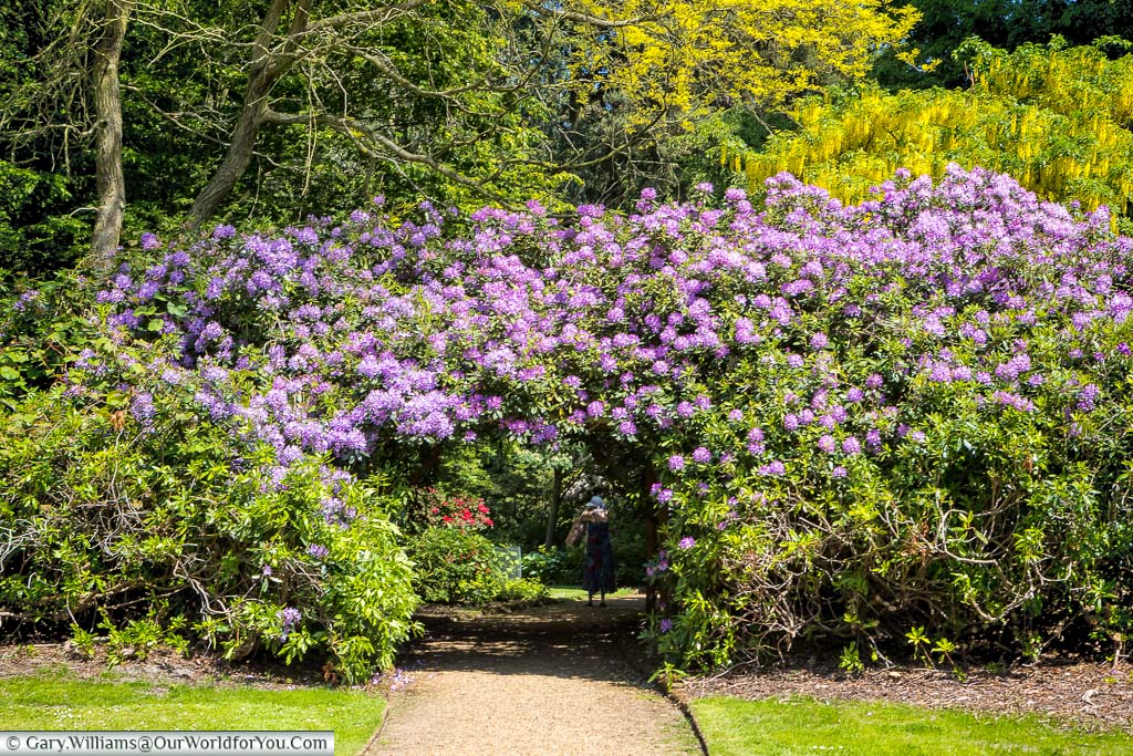 A magnificent purple flowing rhododendron in full flower in the gardens at Sandringham House, Norfolk
