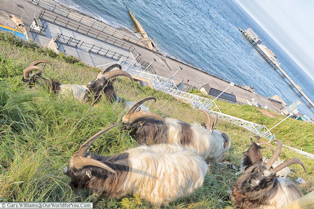 Long-horned goats grazing on the grassy of the west cliff in Cromer