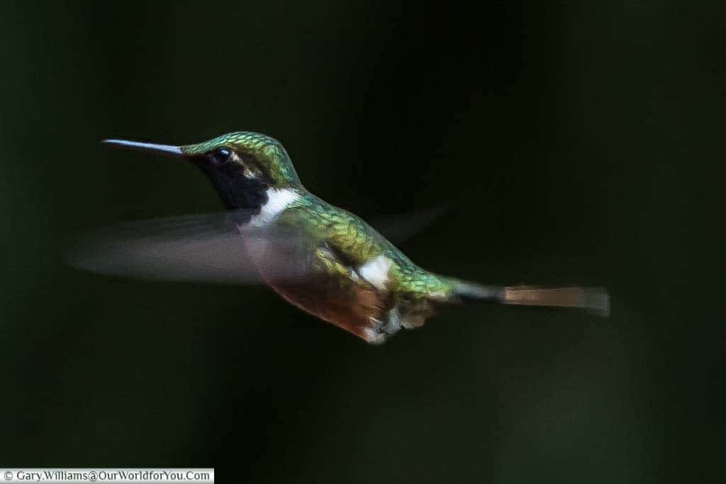 A hummingbird with its wings a blur as they beat at pace while feeding at a station in the Cloud Forest Reserve in Monteverde, Costa Rica.