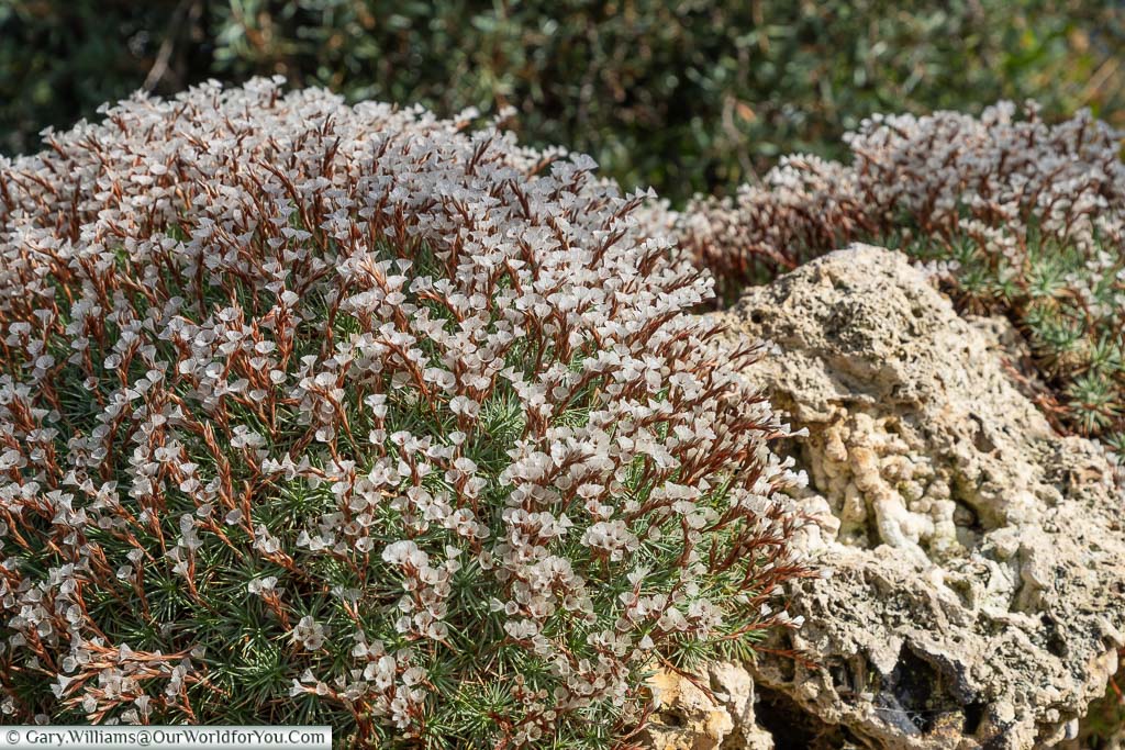 A close-up of white flowers on red stems growing on a rock.