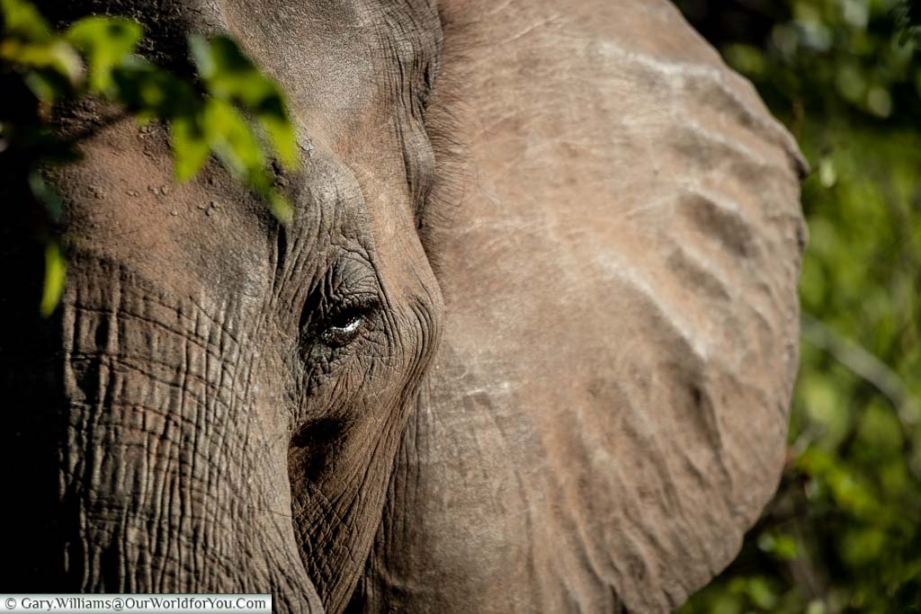 An Elephant, close-up on Safari, Zimbabwe, Africa