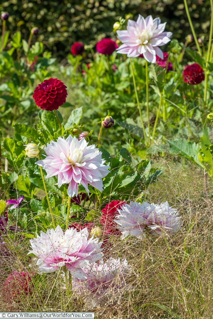 Pale pink dahlias in a flowerbed