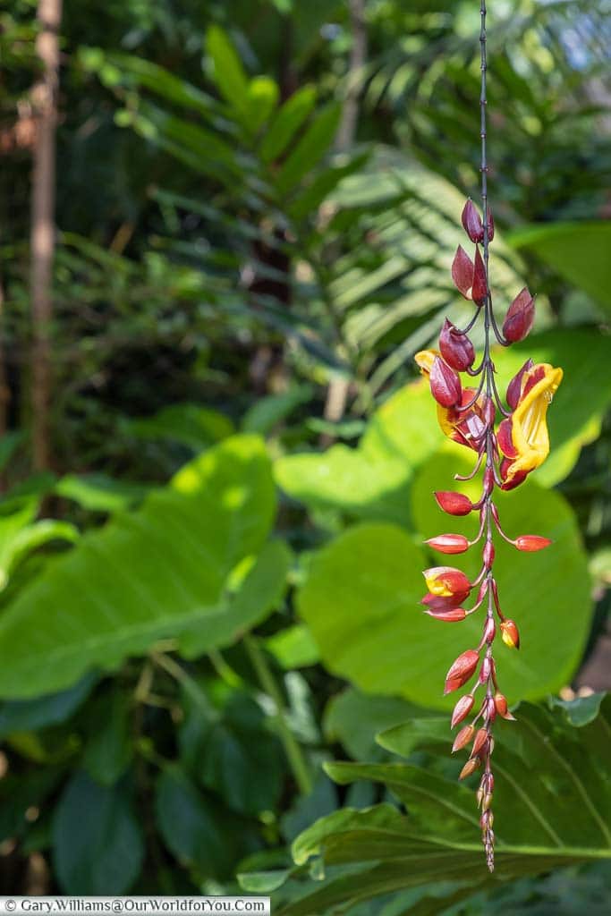 A hanging, fern-like, flower that is red on the outside and yellow inside.