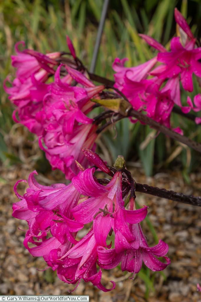 A close-up of purple trumpeted flowers within the walled garden.