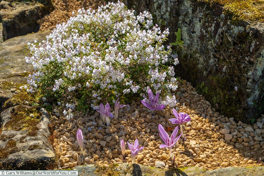 Beautiful white flowers and purple crocuses in a bed in the Rock Garden
