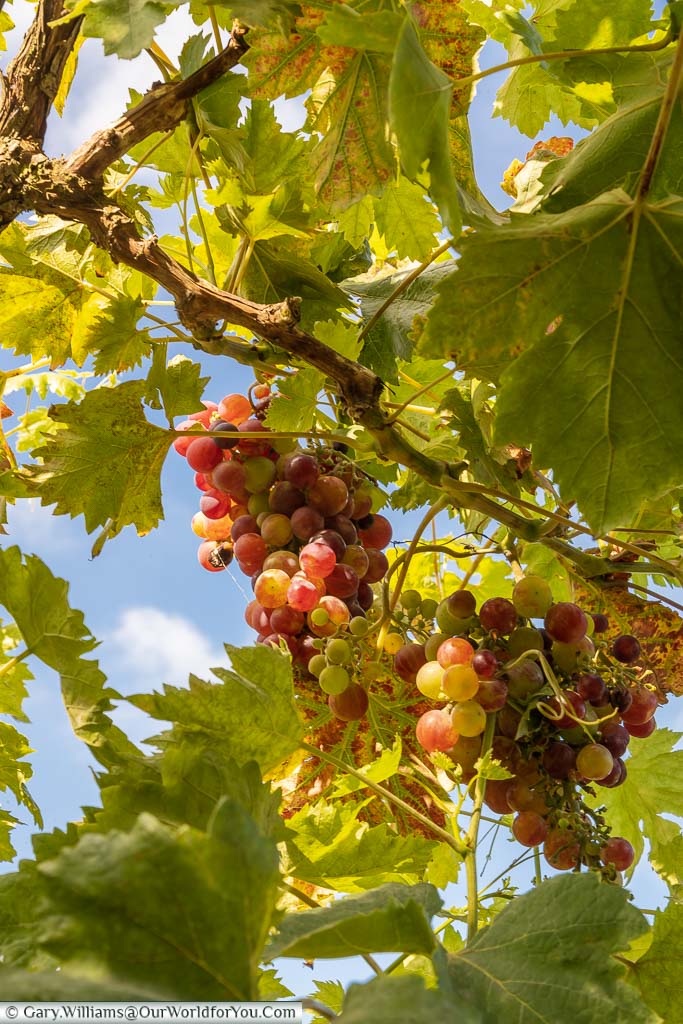 Looking up at bunches of grapes growing on a vine.