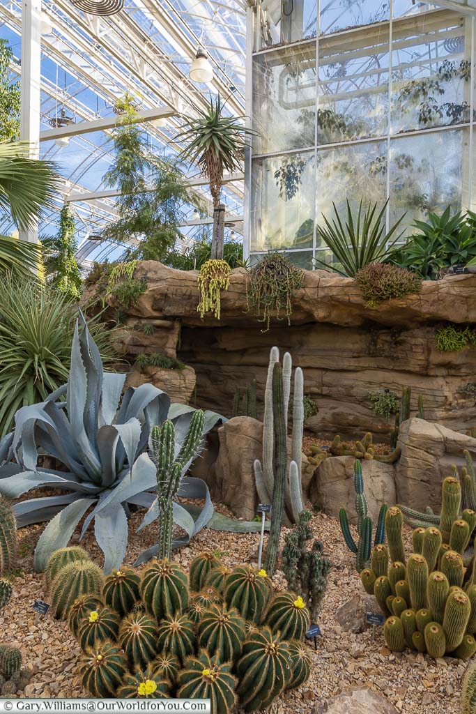 A selection of cactus inside the Glasshouse.