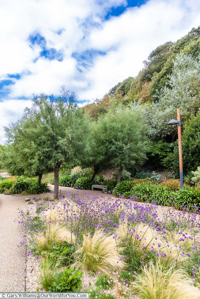 The Lower Coastal Walk, a tree-lined path with neatly kept flower beds full of decorative grasses and purple-headed fowers.