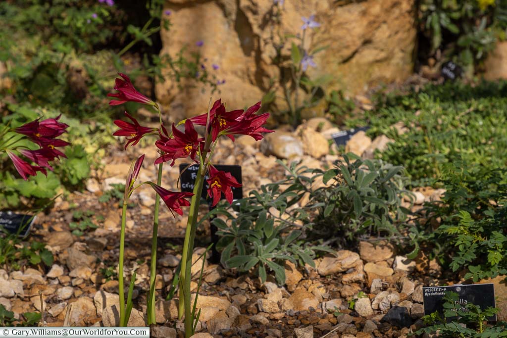 Deep red flowers stand out in the Rock Garden.