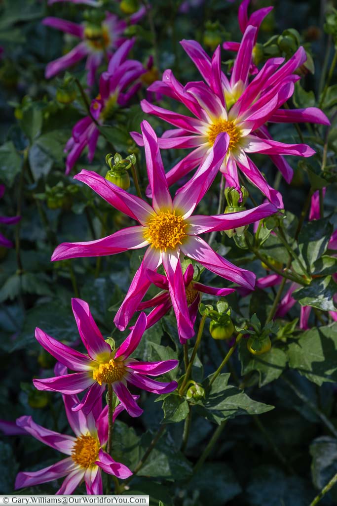 Pink tipped star dahlias with a yellow centre.