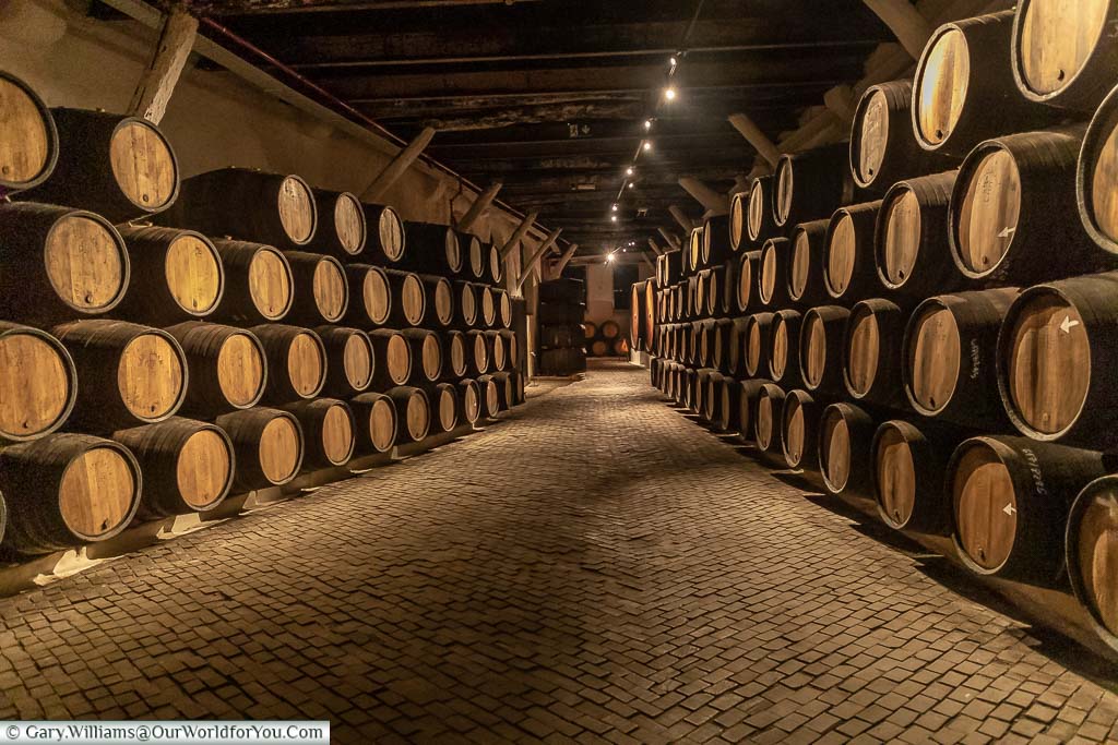 Between two rows of wooden port barrels, stacked on their sides four barrels high, in the dimly lit cellar of the Sandeman Port house in Porto, Portugal.