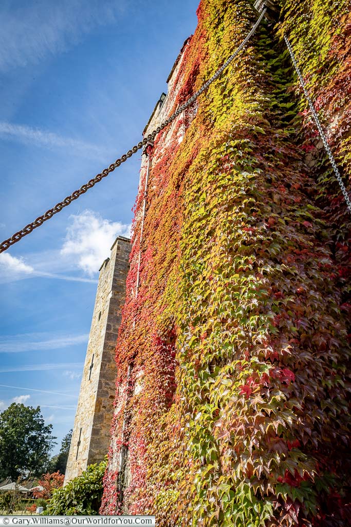 Looking up the corner tower of Hever Castle engulfed in Boston Ivy