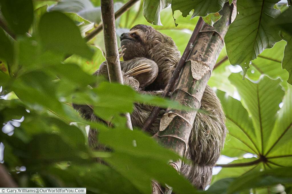A 3 toed Sloth hiding in the canopy of the bush in the grounds of our hotel in Manuel Antonio , Costa Rica