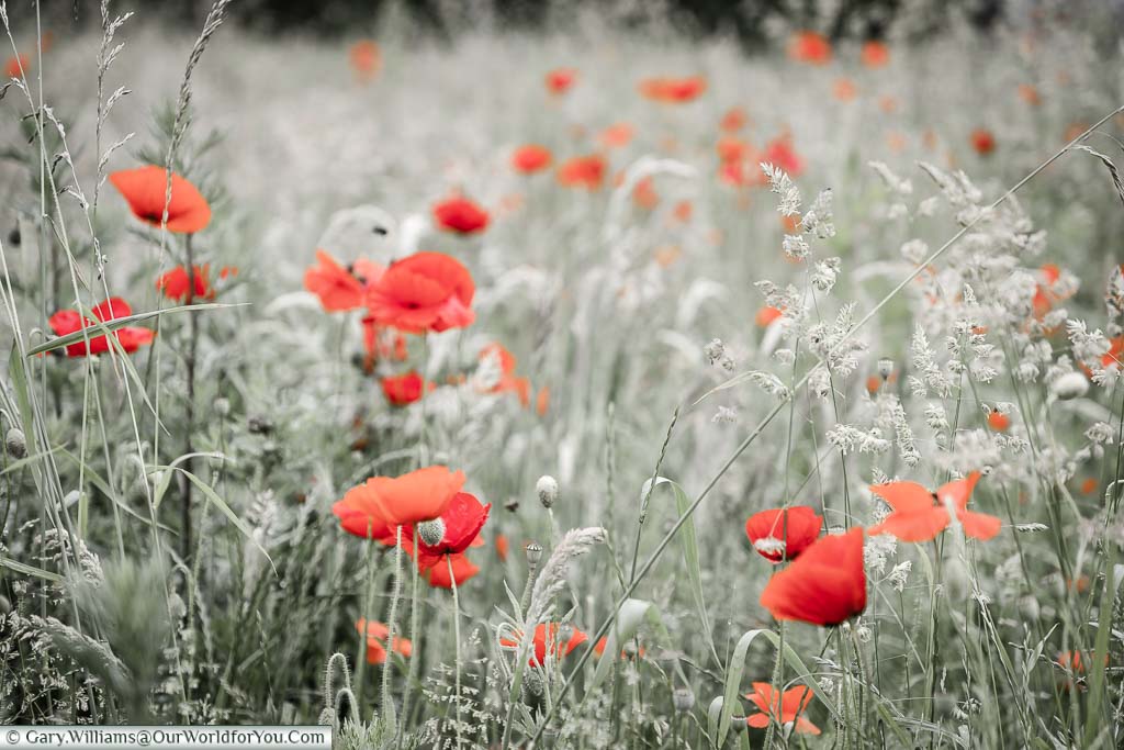 Wild bright red poppies against a background of desaturated green grasses